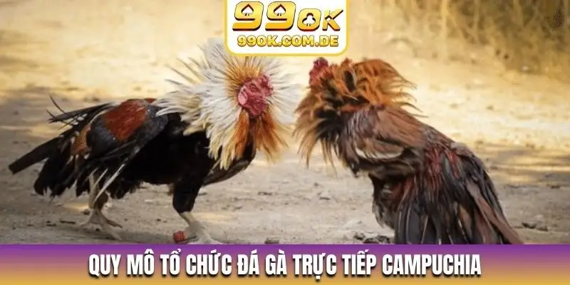 Quy mô tổ chức đá gà trực tiếp Campuchia